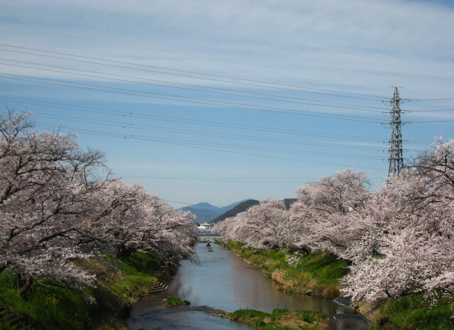 百十郎桜